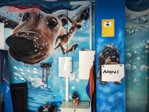 Graffiti Perro Nadando Buceando 300x100000