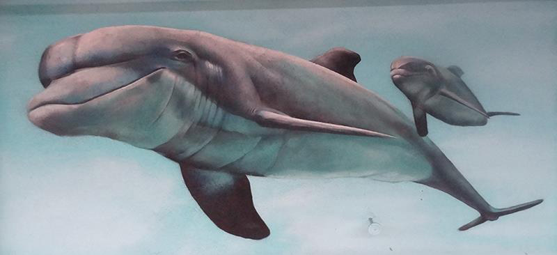 graffiti delfines