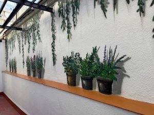 Mural patio interior plantas trampantojo realista
